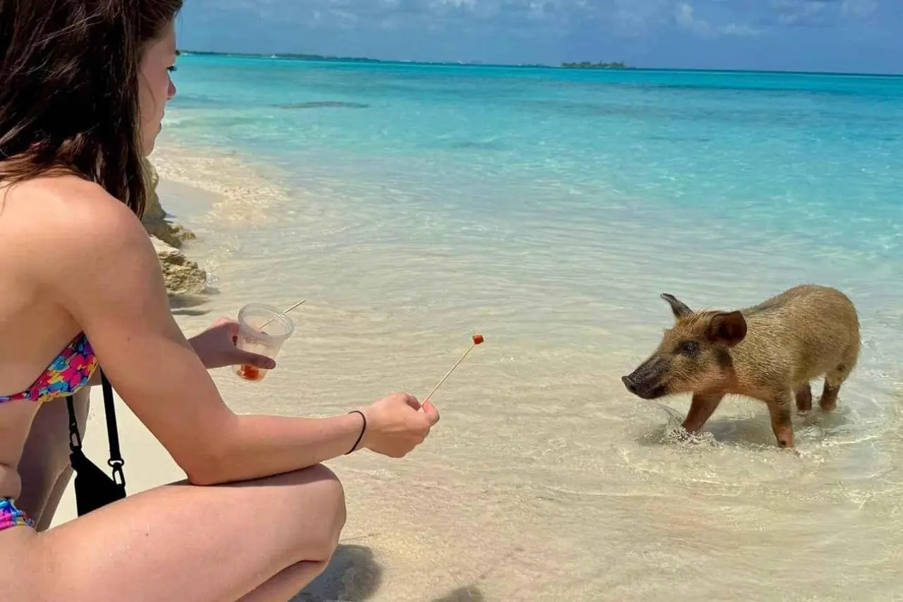 A woman in a bikini holding out food to a pig standing at the water's edge on a white-sand beach
