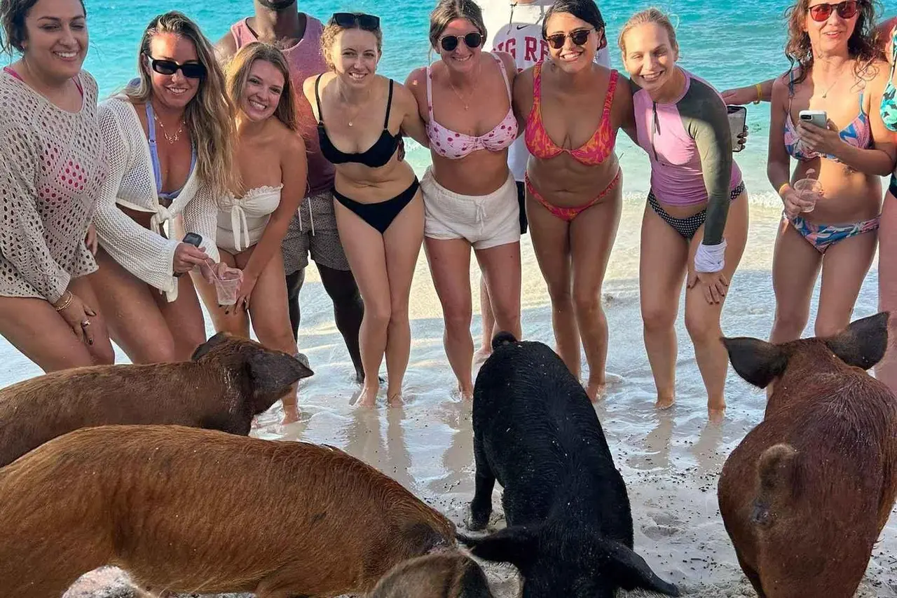 A row of friends in swimwear posing on a beach with three pigs standing in the shallow water in front of them