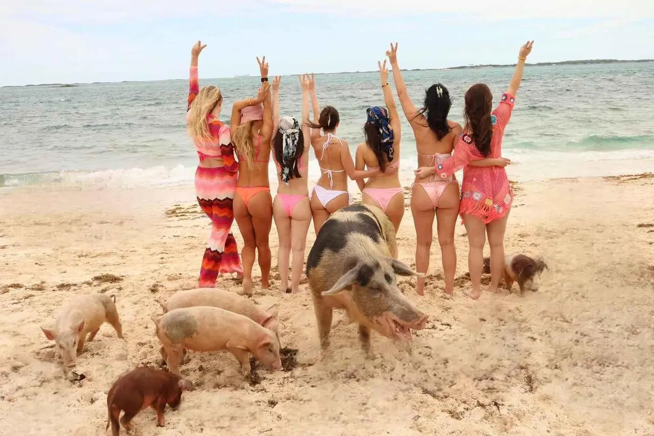 A group of women in swimsuits cheering on a beach while a large pig and several piglets wander the sand in front of them
