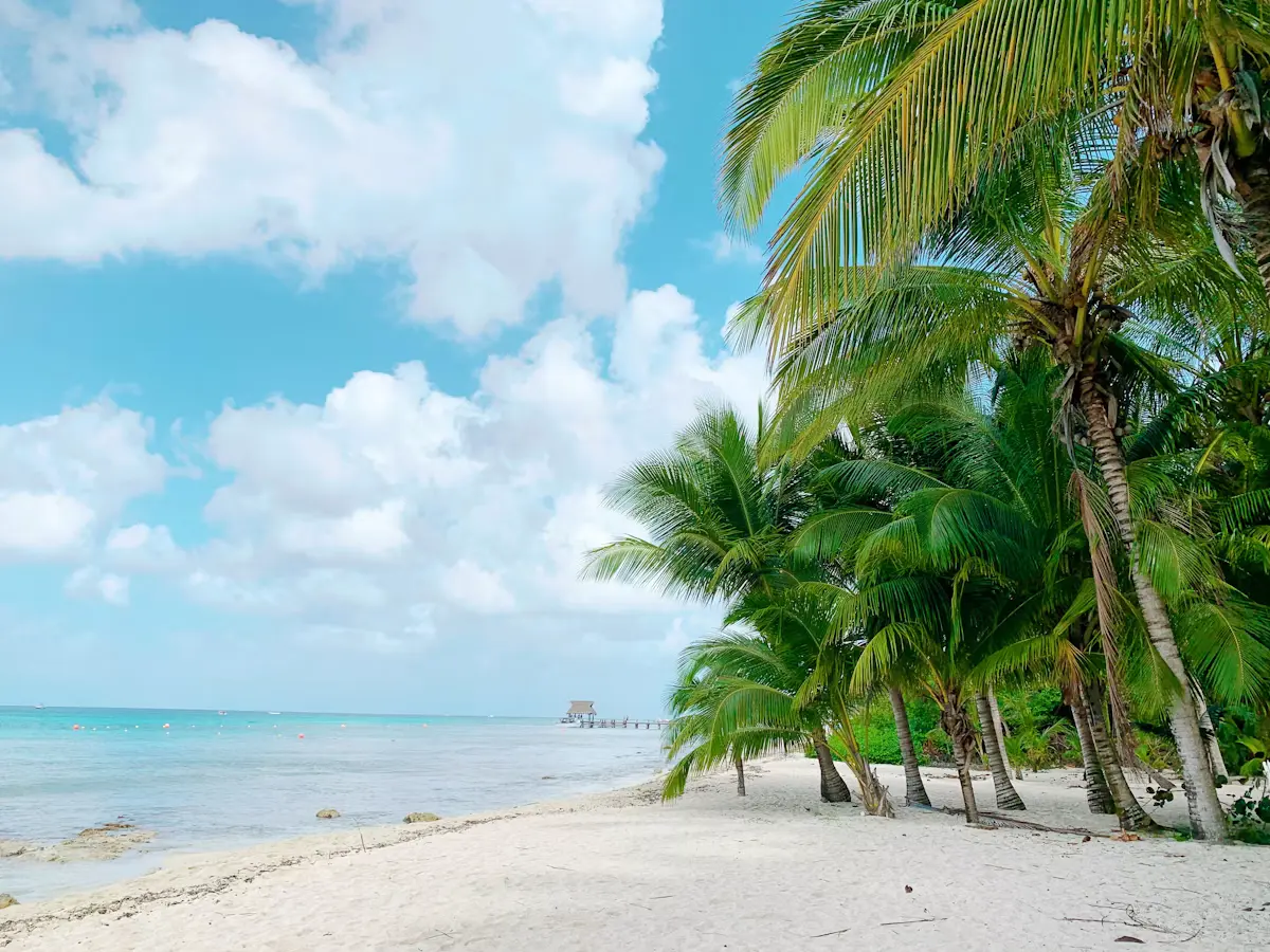 A white-sand Cozumel beach lined with coconut palms, a small wooden pier reaching into turquoise water under a bright sky